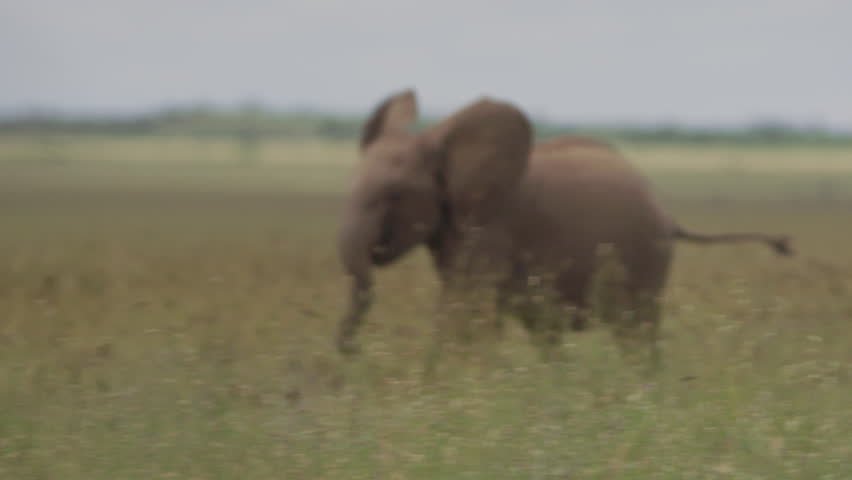 Wide shot of a baby elephant (Loxodonta africana) running within the herd during the morning in Kenya.