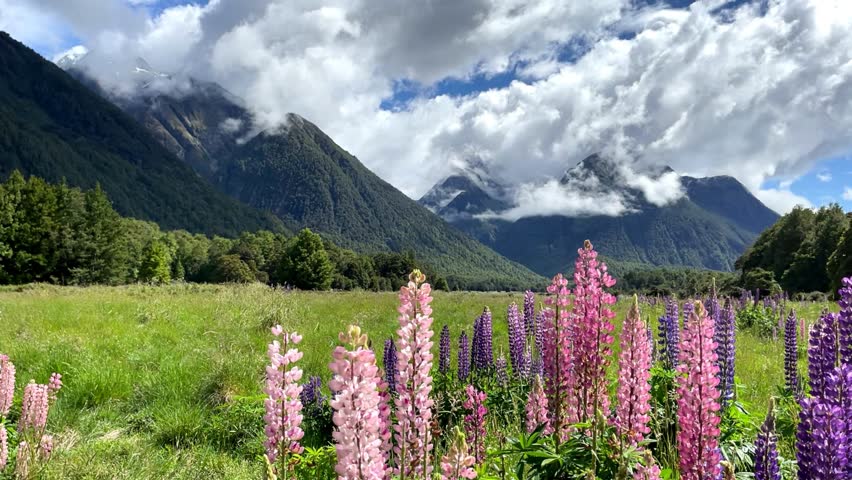 colorful lupine moving through the wind in idyllic scenery in Fiordland National Park in New Zealand. Majestic mountains in the background Royalty-Free Stock Footage #3414118477