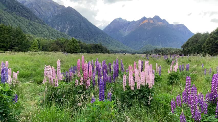 colorful lupine moving through the wind in idyllic scenery in Fiordland National Park in New Zealand. Majestic mountains in the background Royalty-Free Stock Footage #3414118535