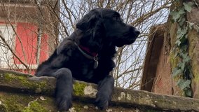 Black Labrador dog sits on the wall with its paws dangling. Pets play outdoors. High quality 4k footage - Powered by Shutterstock - Get 15% off with code: PIKWIZARD15