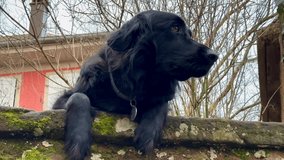 Black Labrador dog sits on the wall with its paws dangling. Pets play outdoors. High quality 4k footage - Powered by Shutterstock - Get 15% off with code: PIKWIZARD15