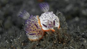 Two nudibranchs sit on the seabed huddled together.
Purple Mexichromis (Mexichromis mariei) 30 mm. ID: translucent white to purple or cream yellow, orange marginal band, reddish-purple tubercles.