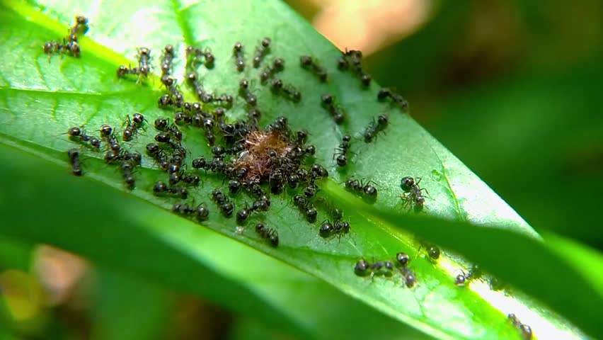 The black ant family preys on insects Royalty-Free Stock Footage #3414178371