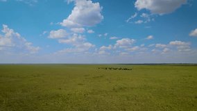 Flying near cows on the drone in the field in Kazakhstan. Ralaxing drone video of wild animals standing in the real nature