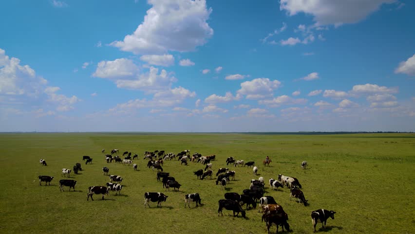 Flying near cows on the drone in the field in Kazakhstan. Ralaxing drone video of wild animals standing in the real nature