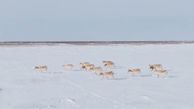 Saigas in winter during the rut. A herd of Saiga antelope or Saiga tatarica walks in snow - covered steppe in winter. Antelope migration. Walking with wild animals, slow motion video.