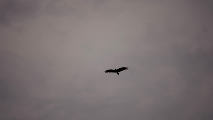 Slow Motion Eagle Soaring over the blue sky with clouds in the background heading towards the sun