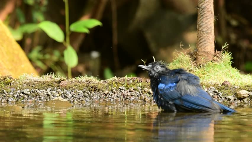 Malabar Whistling Thrush cleaning feathers in water
