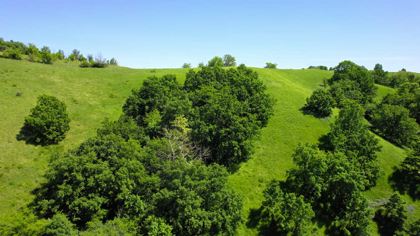 Trees with lush foliage grow of grass covered hillside under bright blue sky