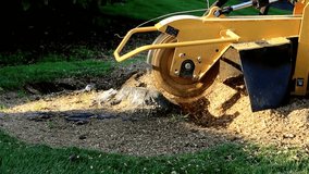 4K Ultra HD Video: Tree Stump Removal - Precision Grinding with Professional Grinder
