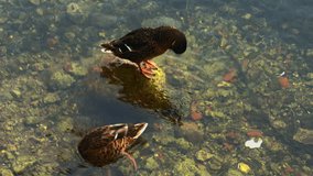 Beautiful footage capturing ducks on the hunt for nourishment