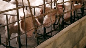 Close-up of a Big breeder pig in a cage on a pig farm, Pig Breeding farm in swine business  livestock,4k video