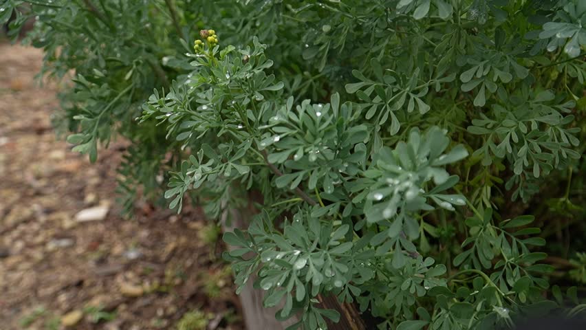 Vibrant Greenery of a Lush Garden Plant Close-Up