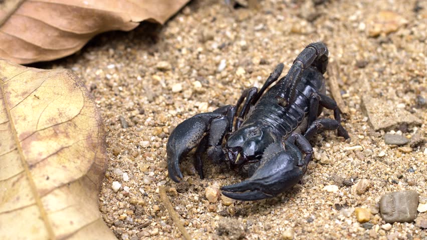 Asian giant forest scorpion. close up black scorpion,  Heterometrus.