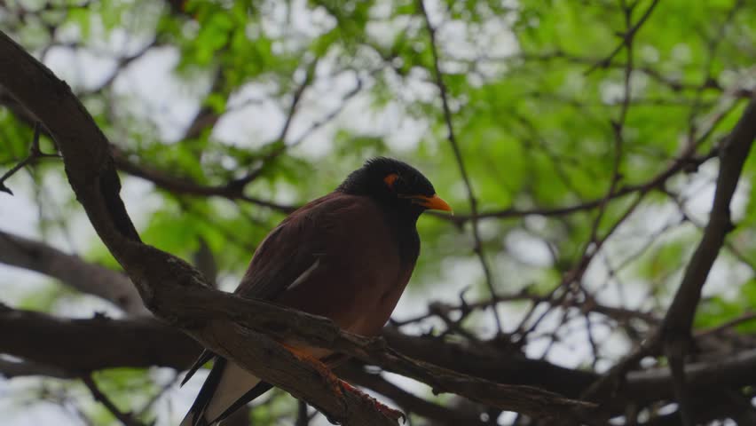 a Myna bird is perched on a branch and calls out opening his orange beak Royalty-Free Stock Footage #3414589357