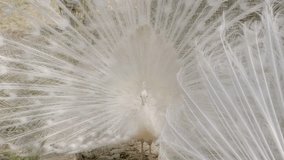 Close up video of white peacock at farm zoo