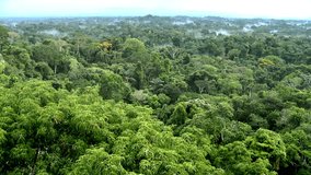 Beautiful landscape of the Amazon rainforest, Yasuni National Park, Ecuador. The place with the most biological diversity in the world South America. ProRes footage.