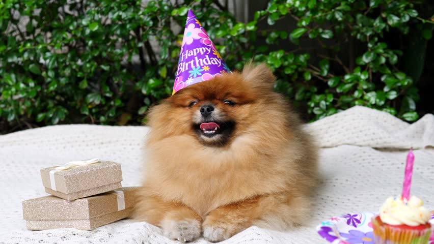 pomeranian birthday