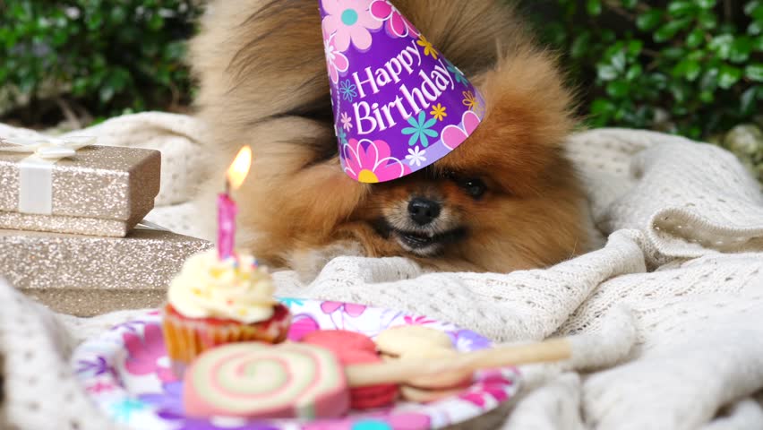 happy birthday pomeranian