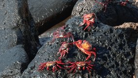 Multiple Sally Lightfoot crabs on rocks as wave crashes over them in the Galapagos