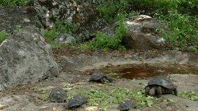 Several Galapagos tortoises around a pool of water