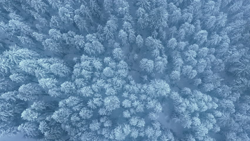 Drone flying above snow covered trees on snow storm day. Epic aerial view of winter wonderland in North American National Park, Washington USA. Top down view blizzard weather with heavy falling snow Royalty-Free Stock Footage #3414771657