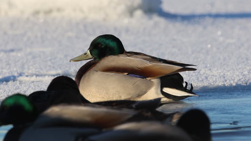 Mallard ducks spending the winter in a icy pond in Estonia Royalty-Free Stock Footage #3414835751