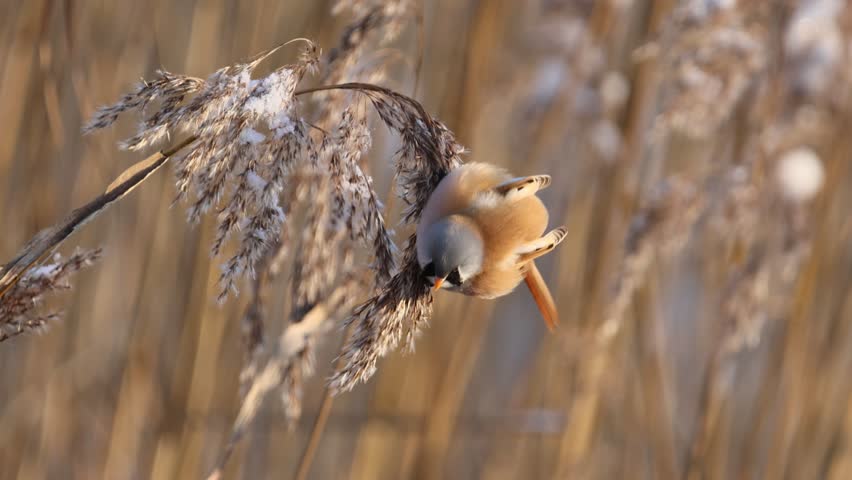 Bearded reedling feeding reed seeds during winter in Estonia Royalty-Free Stock Footage #3414837243