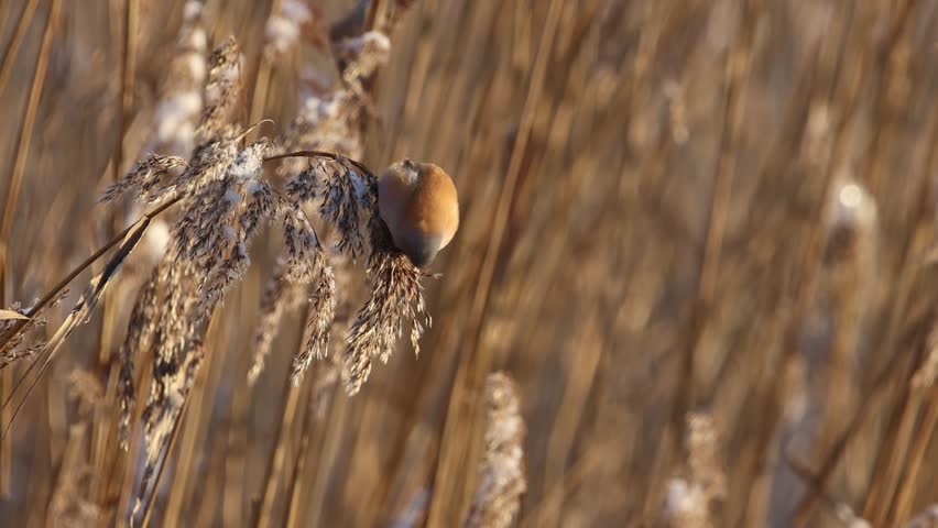 Bearded reedling feeding reed seeds during winter in Estonia Royalty-Free Stock Footage #3414837327