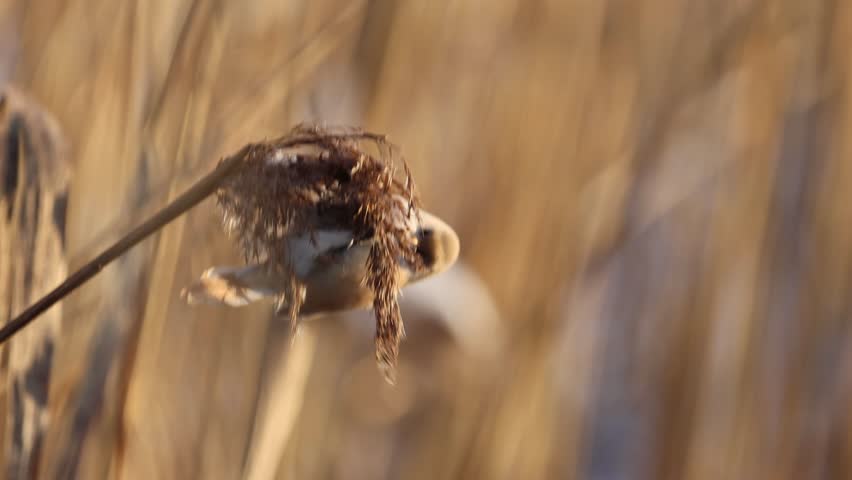 Bearded reedling feeding reed seeds during winter in Estonia Royalty-Free Stock Footage #3414837415