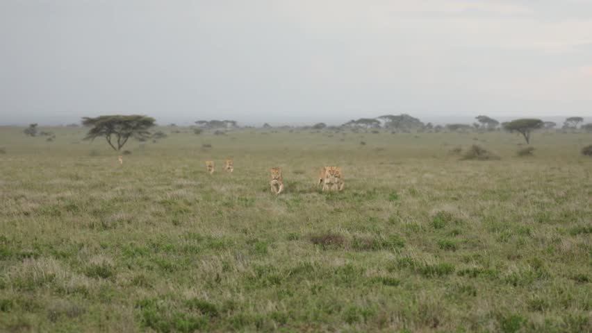 Lion pride on the savannahs walking
