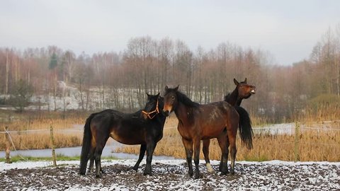 Herd of horses on the meadow in winter