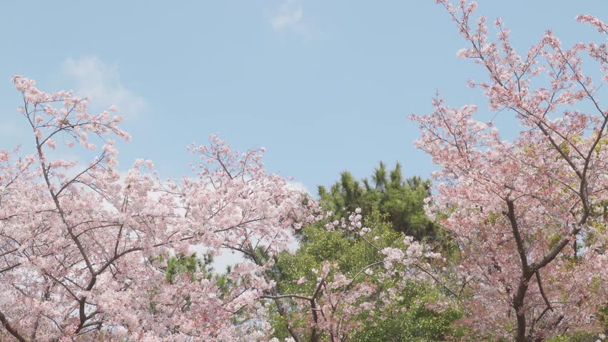Mild spring weather and chickadees pecking at cherry blossoms in full bloom