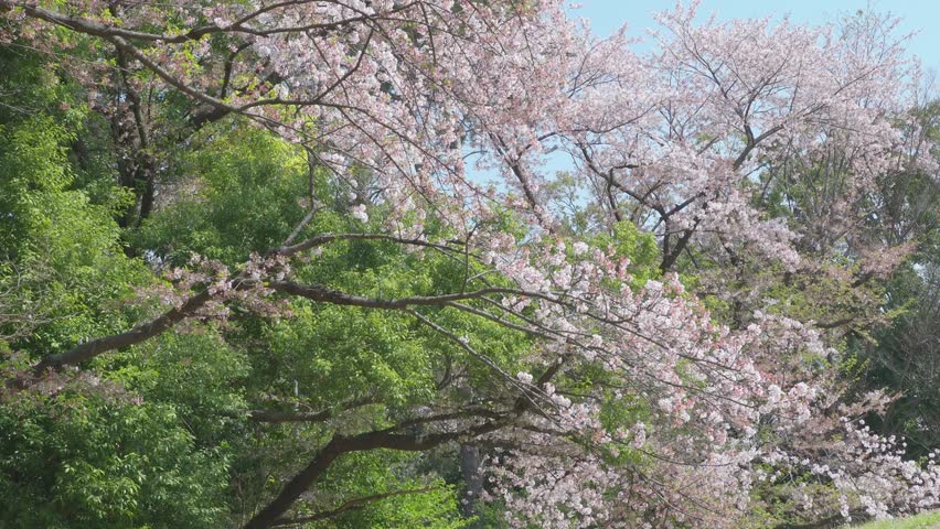 Many white petals of cherry blossoms dancing in the wind against the blue sky. A peaceful spring scenery image