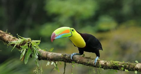 Keel Billed Toucan Ramphastos Sulfuratus Sitting Stockvideos Filmmaterial 100 Lizenzfrei Shutterstock