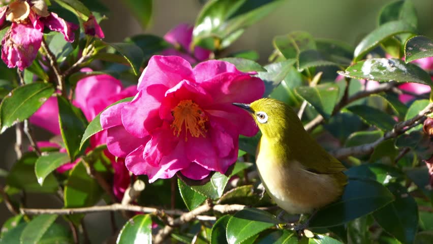 white eye on a camellia flower