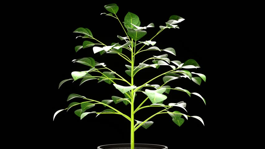 Blooming plant on a black background. 3d render