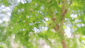 footages green vibrant natural 4k slow motion video bokeh abstract background. Defocused leaves of old trees and soft sunset sunlight transparenting through branches isolated on blue sky backdrop, 