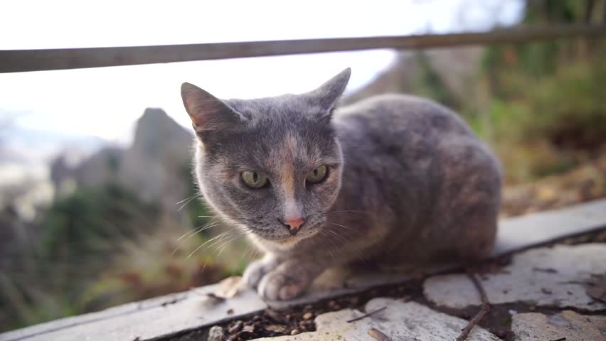 A cute happy grey tabby kitten lies and rests on the floor of the park in the rays of sunlight, looks at the camera, wiggles its ears and enjoys the morning sun.