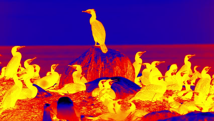Marine birds on the seashore, birdy spots, rookery. An analogue of the infra-red image
