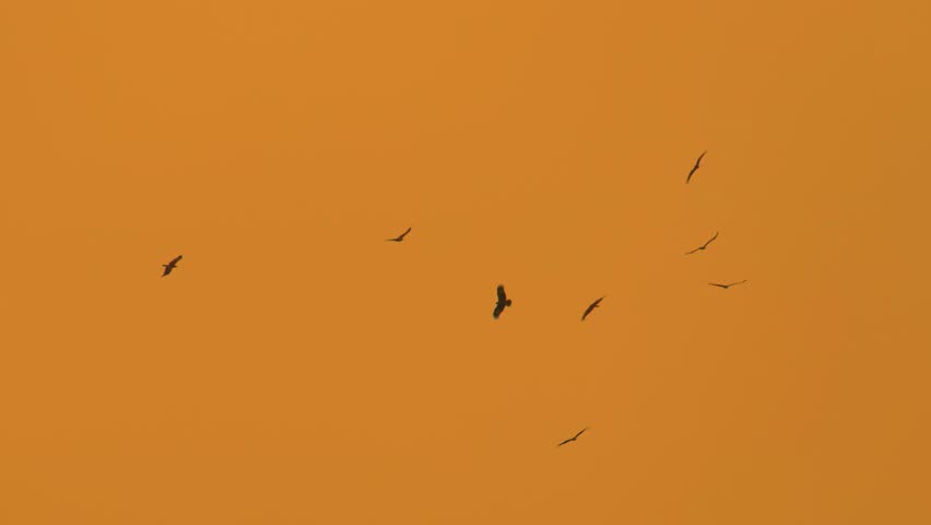 Birds flying against orange sunset sky, view from bellow