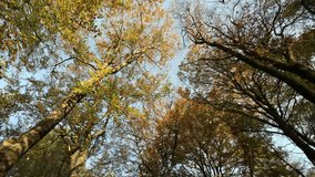 Autumn forest trees panning nature background