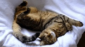 The cat is sleeping sweetly and soundly in a white armchair, breathing and stretching. Home comfort, sleeping cat close-up - Powered by Shutterstock - Get 15% off with code: PIKWIZARD15