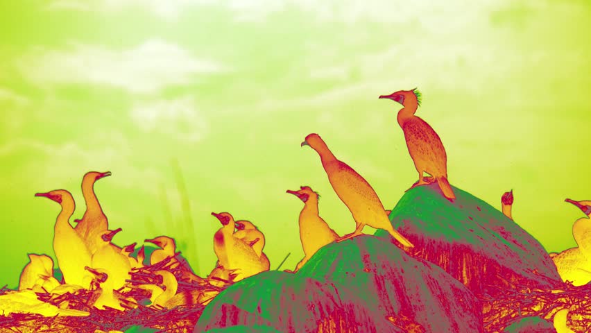 Marine birds on the seashore, birdy spots, rookery. An analogue of the infra-red image and simulating filters with an animation effect (Morning light, Aurora)