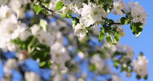 Spring background art with white apple blossom on blue sky background. Slow motion video. Beautiful nature scene with blooming tree and sun flare