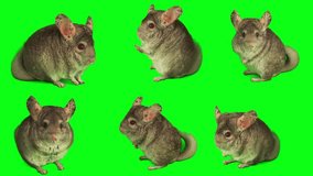 chinchilla set isolated on green background screen