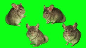 chinchilla set isolated on green background screen