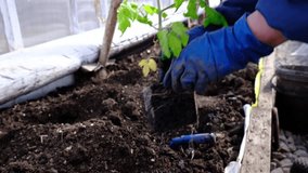 Planting a tomato seedling. Close up video of hands in blue gloves putting a green plant into soil