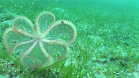 octopus underwater hiding running away from camera on sea grass ocean bottom scenery