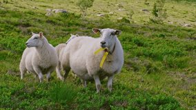 White sheep walking on the grass between hills, slow motion video
